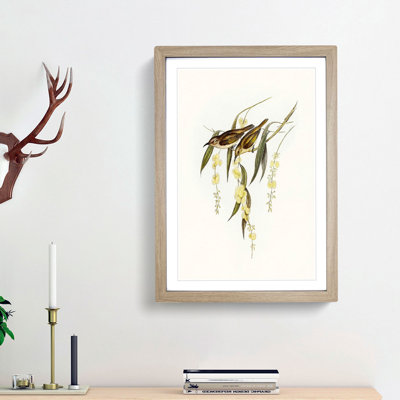 Brown Honeyeater Birds by Elizabeth Gould - Picture Frame Graphic Art Print
