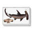 Hammerhead Shark by M.E. Bloch - Wrapped Canvas-55360284