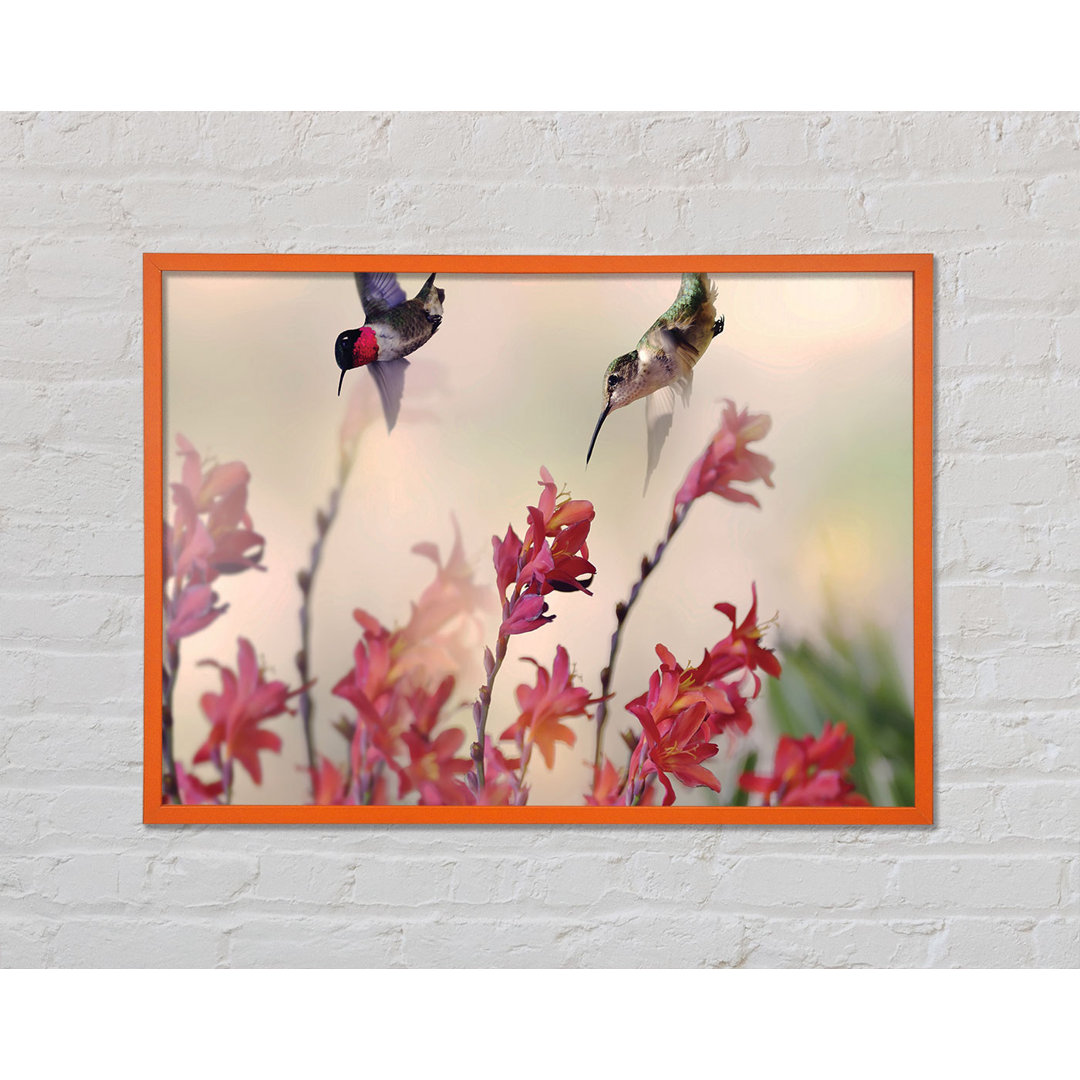 Gerahmtes Poster Hummingbird Delight von Annaruth