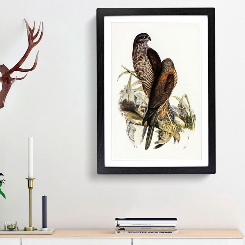 Australian Goshawks by Elizabeth Gould - Framed Print, 63cm H x 45cm W x 2cm D, Black Framed