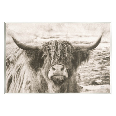 Vache Highland