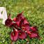 12 pièces de fleurs de lis de Calla artificielles rouge foncé