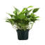 Live Golden Pothos Plant-49662252