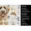 Torchon Labradoodle-1234934739