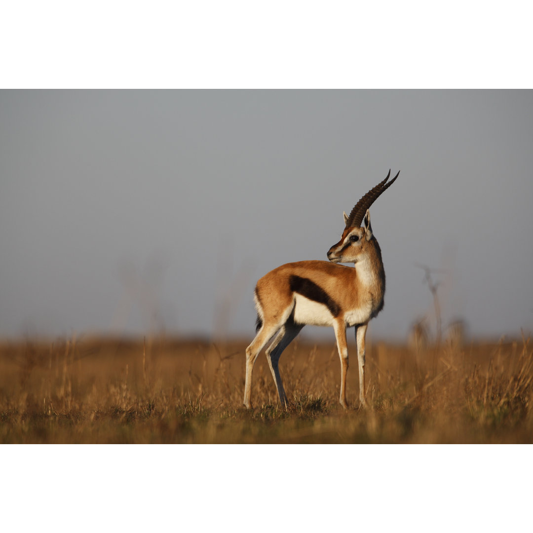 Thompson Gazelle by GP232 - Kunstdrucke auf Leinwand - Wrapped Canvas