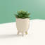 Plante grasse artificielle en pot 2 po-1576093635
