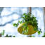 Plant Tray Hanging Round-71819498-71819499