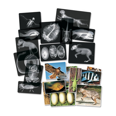 Animal X-rays Educational Tool