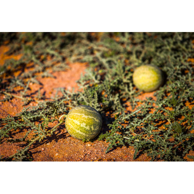 Wild Watermelons 1 Piece Wrapped Canvas Wall Art