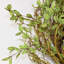 Couronne de porte 26 po Eucalyptus