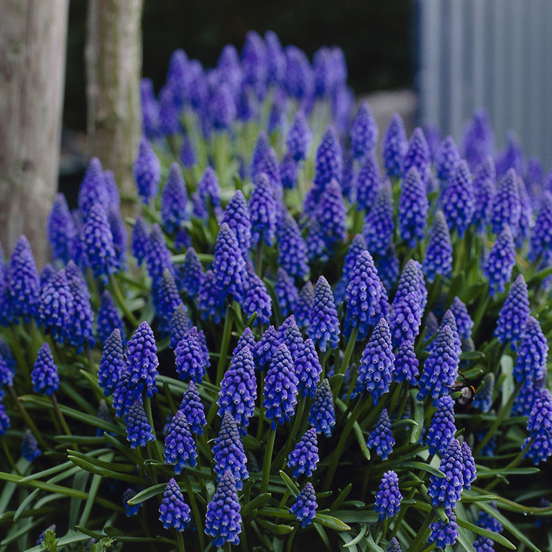 Grape Hyacinths Bulb