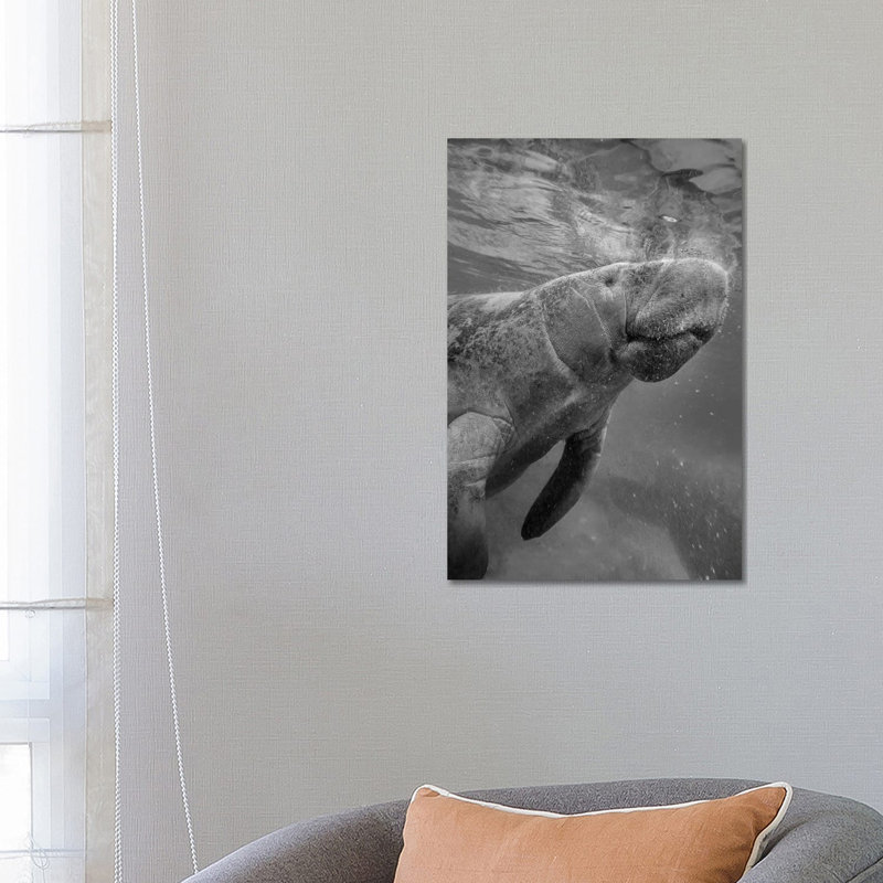 West Indian Manatee Surfacing, Crystal River, Florida - Wrapped Canvas Print, 66.04 cm H x 45.72 cm W x 1.91 cm D