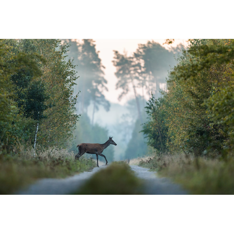 Red Deer by DamianKuzdak - No Frame Print on Canvas, 20cm H x 30cm W