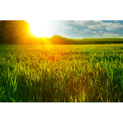 " Wheat Field "