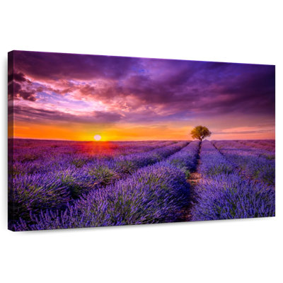 Lavande au coucher du soleil