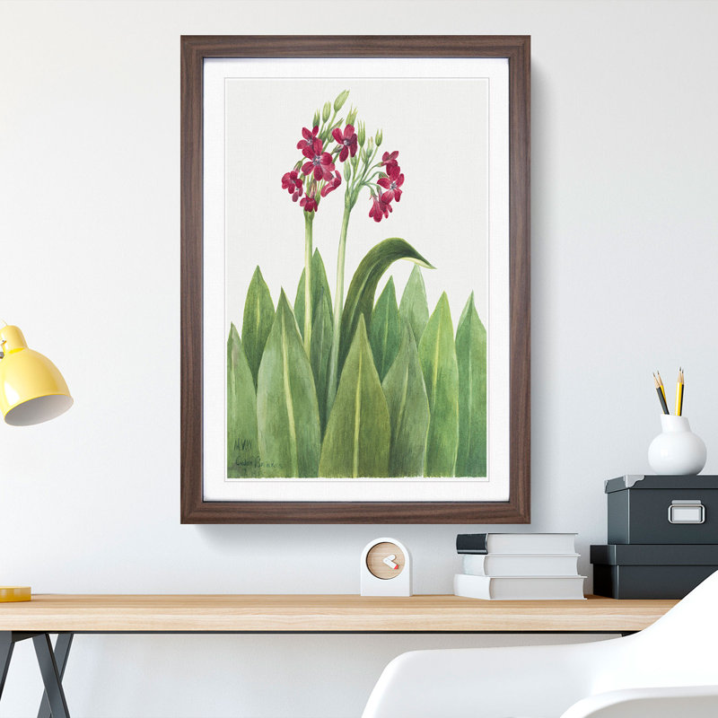 Primrose by Mary Vaux Walcott - Picture Frame Painting, Walnut Framed, 48cm H x 36cm W x 2cm D