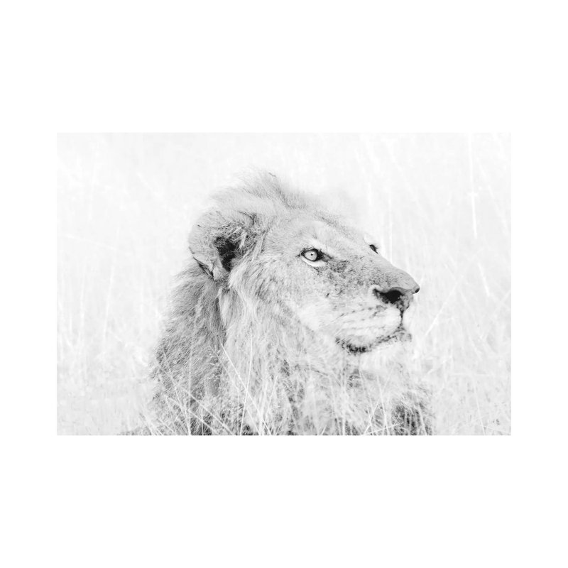 Male Lion High Key by MScottPhotography - Wrapped Canvas Print, 20.32 cm H x 30.48 cm W