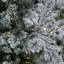Sierra Flocked Slim Sierra Artificial Christmas Tree with LED Warm White Lights-1948197687