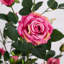 4 pi Rosier artificiel