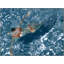 Summer Swim Print by Thom Filicia
