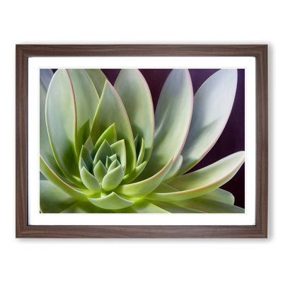 Interesting Succulent Plant - Framed Print
