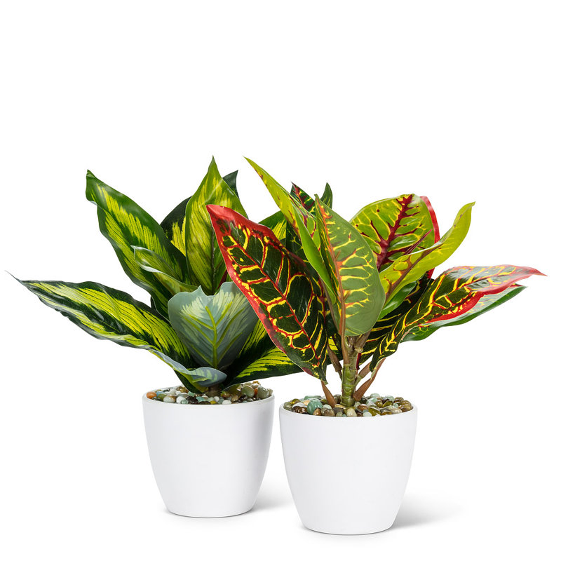 Plante à feuilles moyennement variées