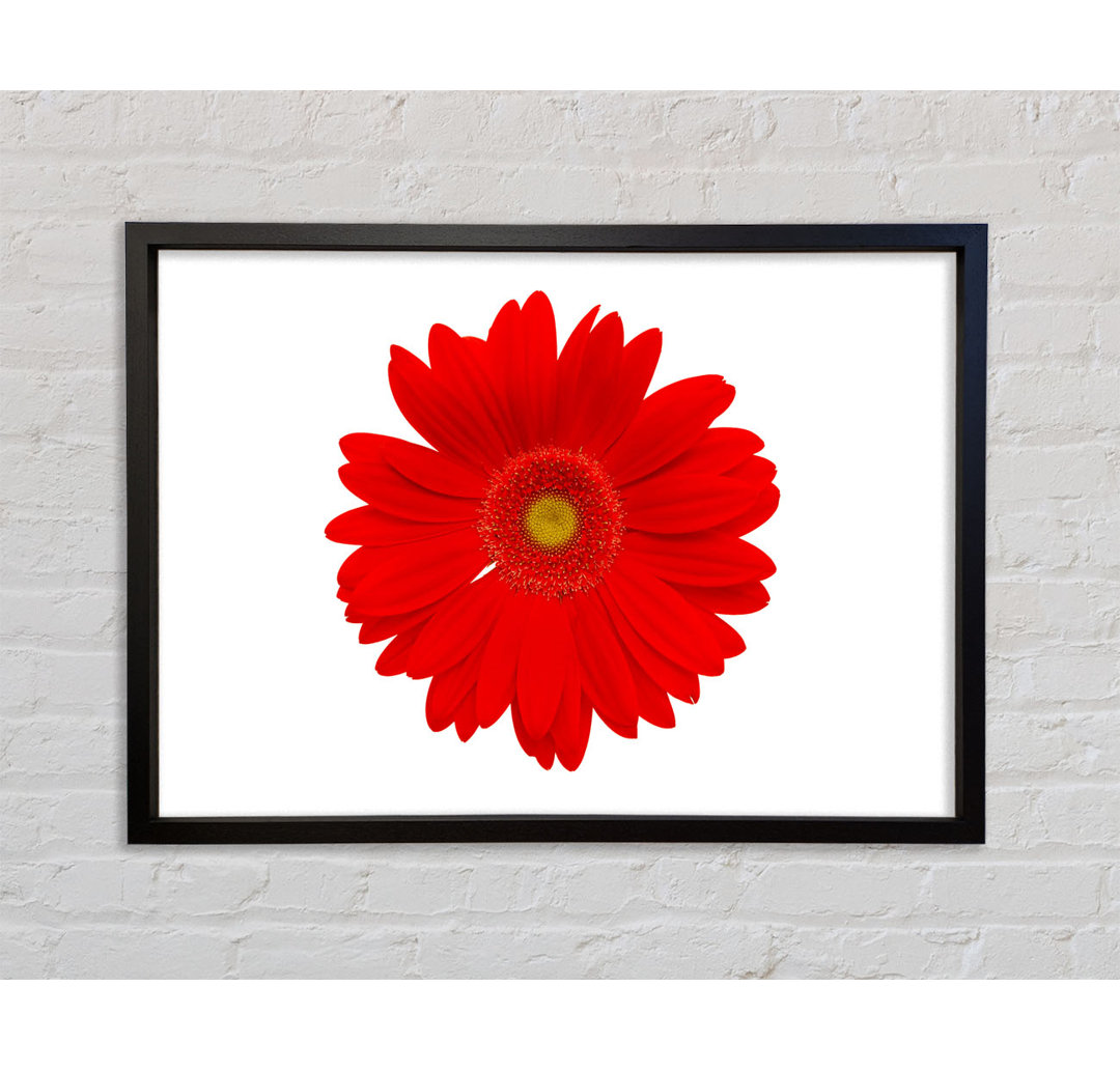 Vibrant Red Gerbera - Einzelner Bilderrahmen Kunstdrucke auf Leinwand