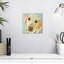 Crowle Retriever Stare-111889681