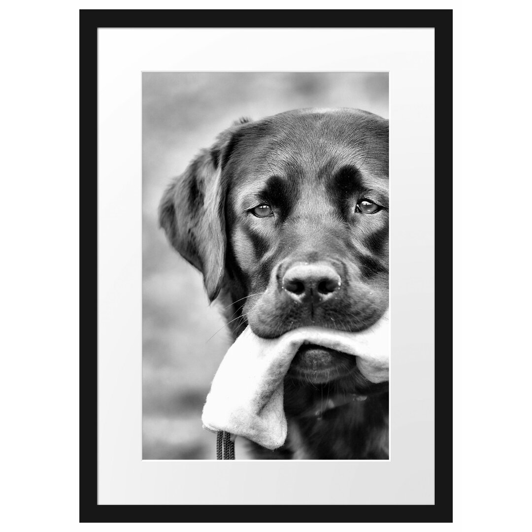 Gerahmtes Poster Schwarzer Labrador mit Spielzeug