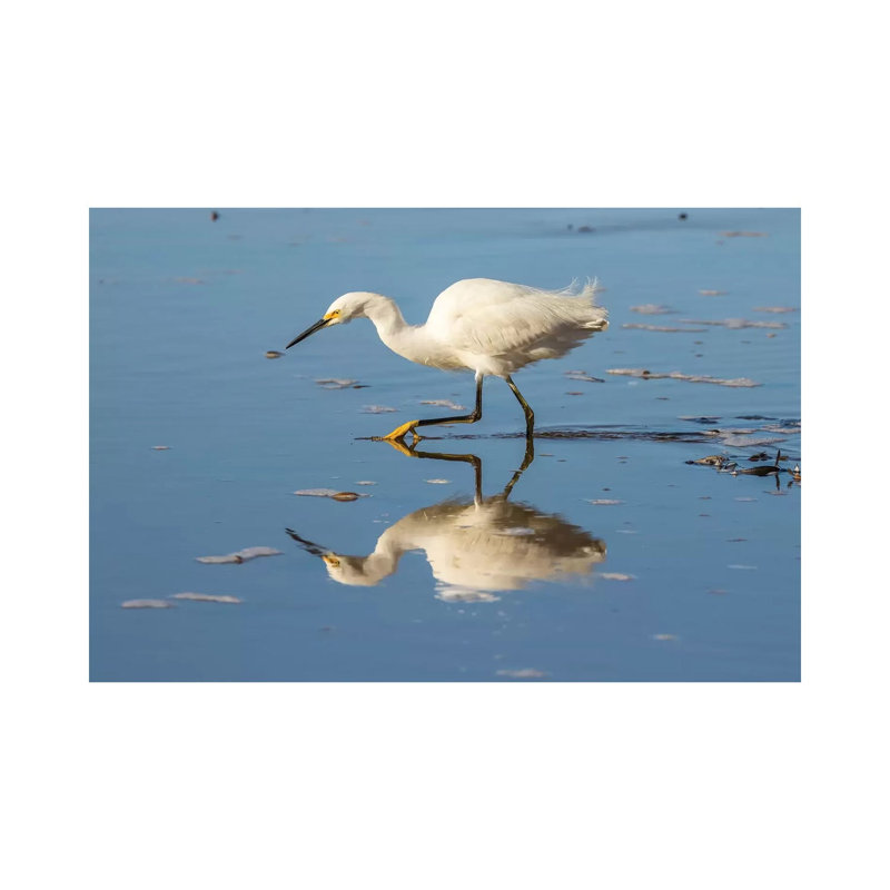 Usa, California, San Luis Obispo County. Snowy Egret Reflects In Ocean Water. by Jaynes Gallery - Wrapped Canvas Gallery-Wrapped Canvas Giclée