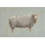 Badilla Sheep Strut III by Marilyn Wendling - Painting-862318479-862318474