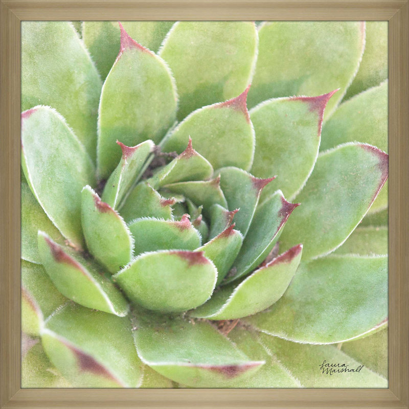 «Garden Succulents IV Color», reproduction de photo, H 21,5 po x l 21,5 po x P 0,75 po, Encadrement champagne
