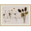 17th Century Horticultural Studies I Painting