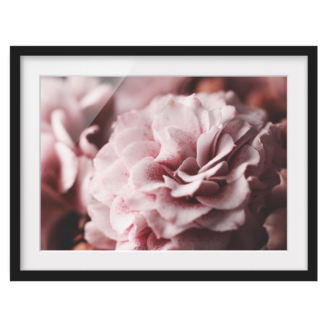 Gerahmtes Poster Shabby Pink Rose Pastel