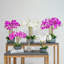 Polysilk Orchid Arrangement in Pot-1627203442-1627203445