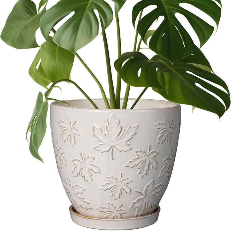 Pot de plante en céramique 8 "avec trou de drainage et soucoupe