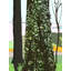 Tree And Ivy In Spring Print by Evan Sklar