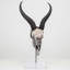 Walken Springbok Skull with Horns Mounted