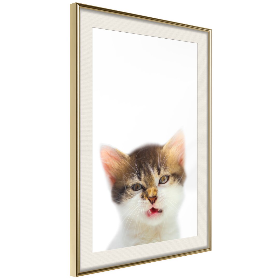 Gerahmtes Poster Funny Kitten