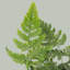 Live Rabbit's Foot Fern Plant
