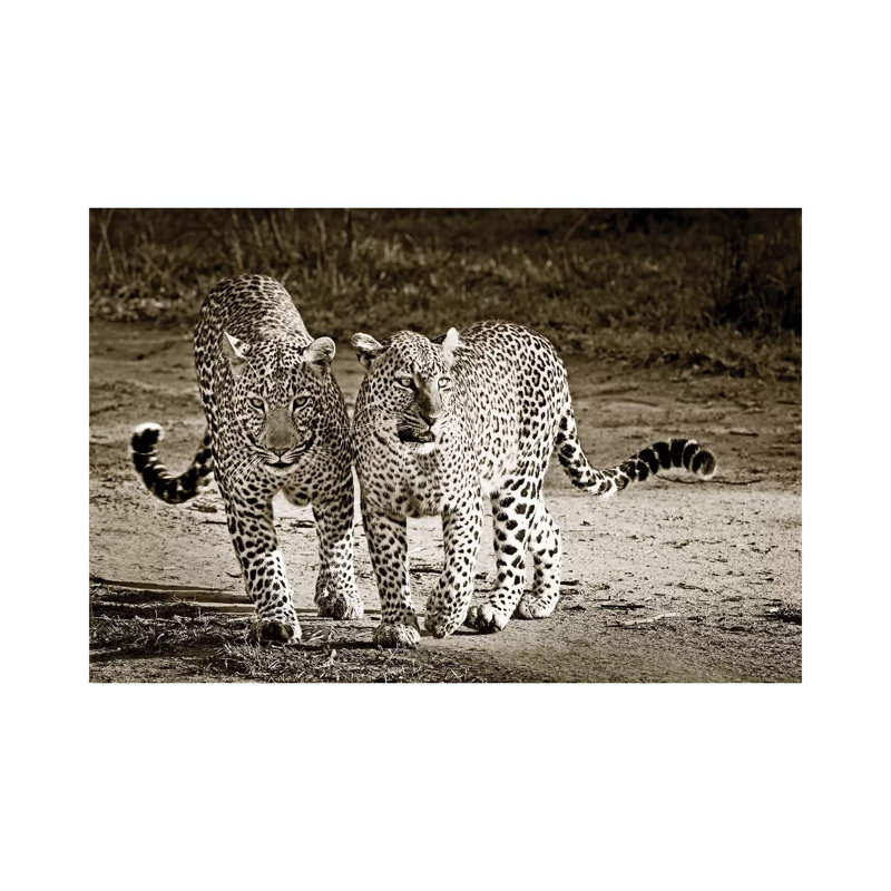 Playful Leopards by Klaus Tiedge - Wrapped Canvas Print, 66.04 cm H x 45.72 cm W x 3.175 cm D