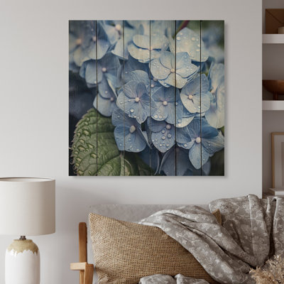" Blue Green Hydrangea Blooms Heaven "