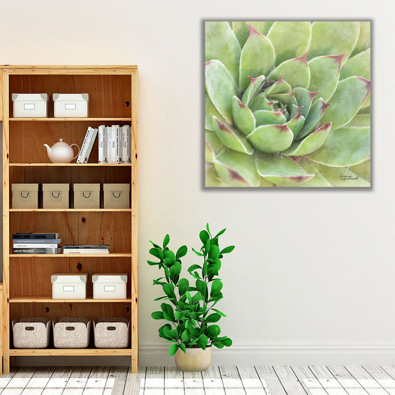 Garden Succulents IV - Canvas Print Wall Art, 24" H x 24" W