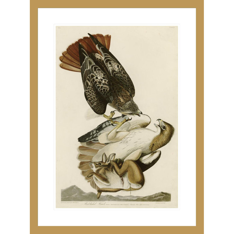 «Red-Tailed Hawk» par John James Audubon, impression giclée sur cadre, H 29,5 po x l 21,94 po