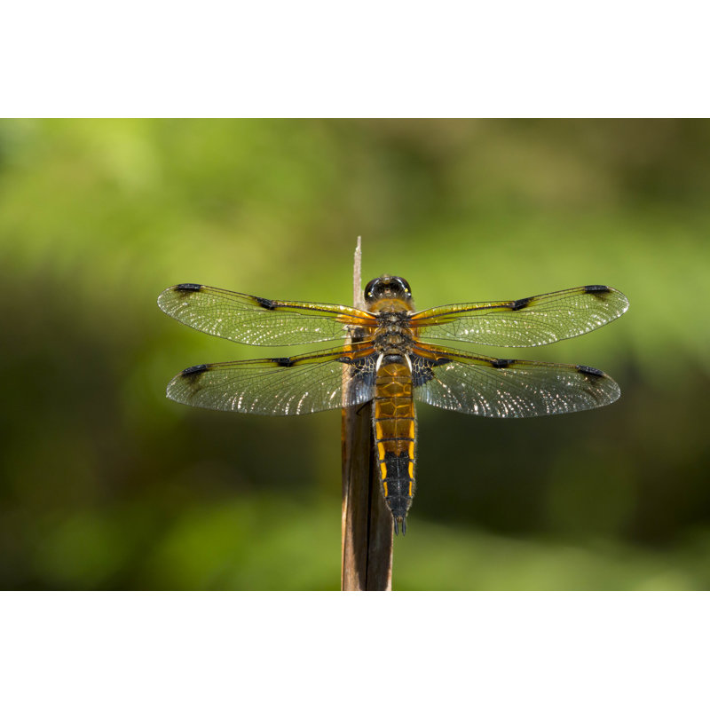Glenpool Dragonfly by Helen Davies - Wrapped Canvas Print, 81cm H x 122cm W x 3.8cm D