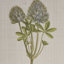 Framed Botany Wall Art - 4 Linen For Home Interiors Illustration Decor Houses
