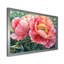 Pivoine d'été en pleine floraison III - pivoine, art mural-543798608-784610980