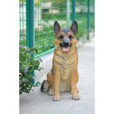 Sitting German Shepherd Statue