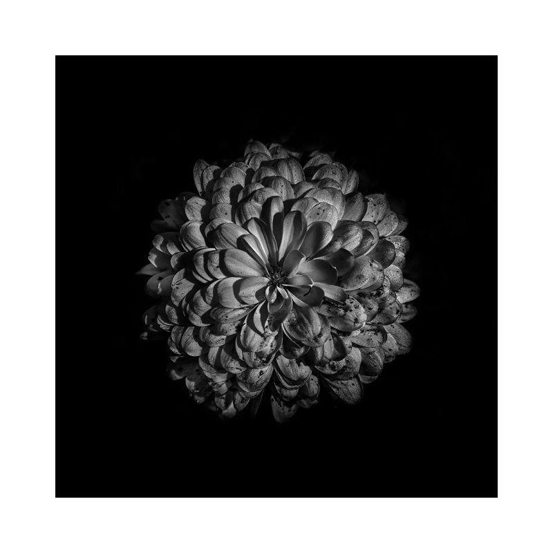Black And White Zinnia III by Brian Carson - Wrapped Canvas Print, 30.48 cm H x 30.48 cm W