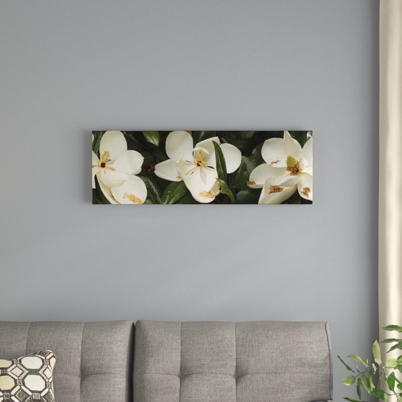 Gros plan sur les fleurs de magnolia par Panoramic Images - Impression sur toile tendue sur châssis, Toile tendue
